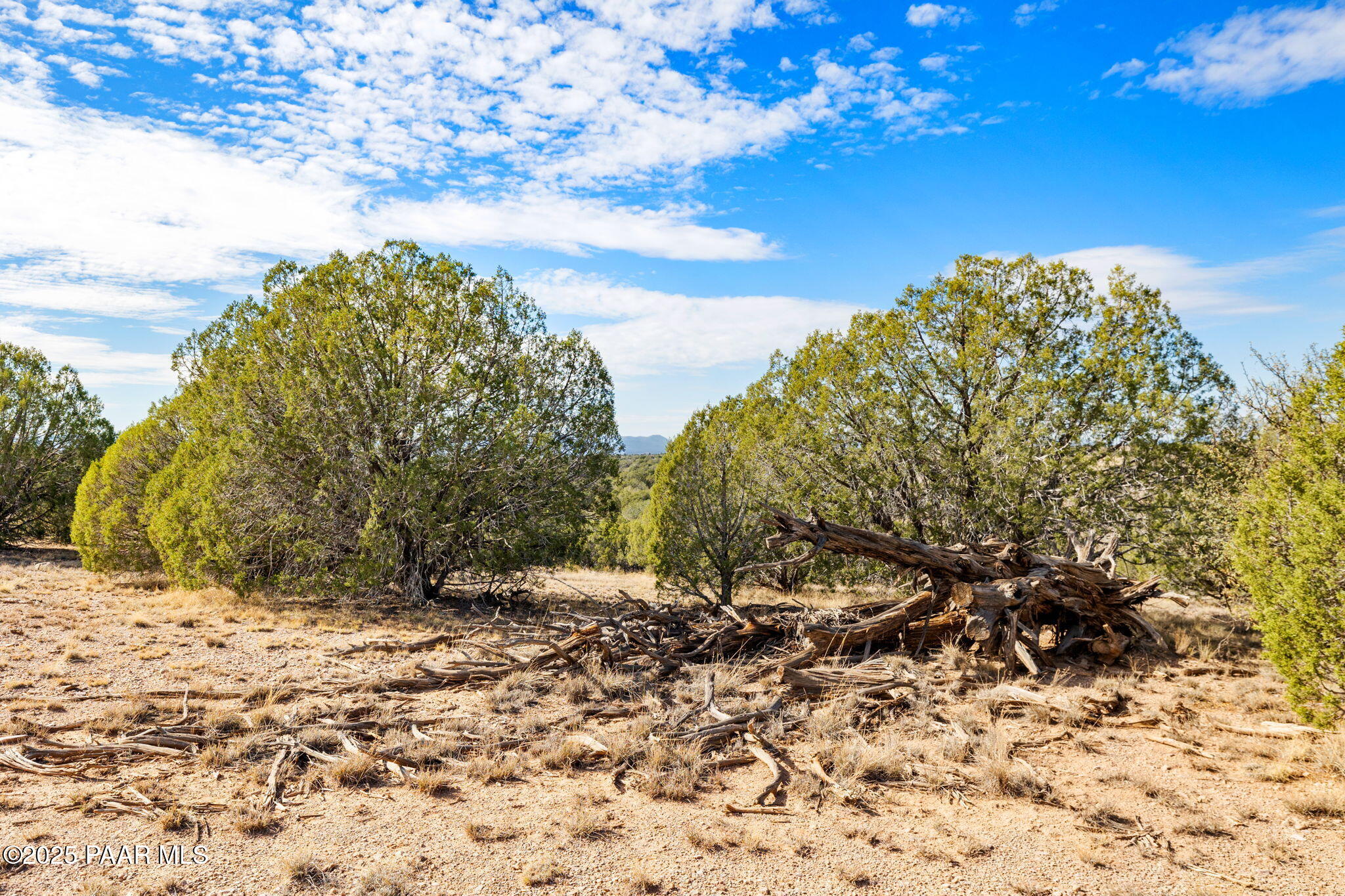 5100 Dillon Wash Road Prescott, AZ 86305 - Photo 13 of 18 a view of a yard with a tree