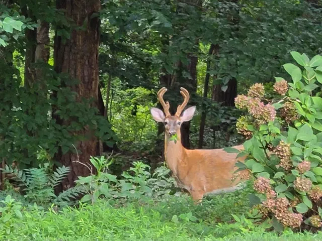 $15,000 | 1904 Lenox Road Northeast, Atlanta, GA 30306