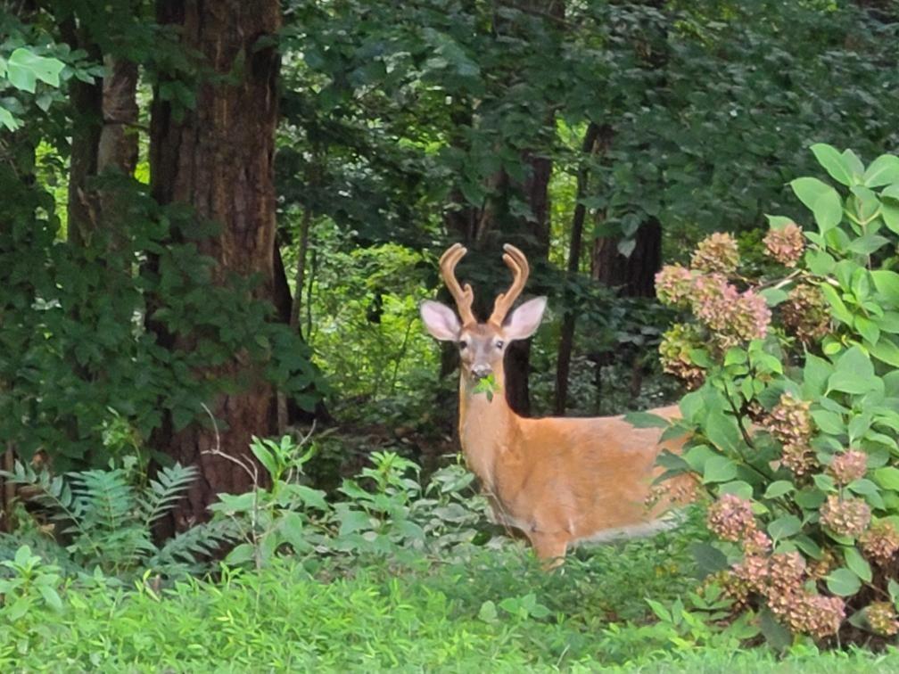 1904 Lenox Road Northeast Atlanta, GA 30306 - Photo 55 of 56 front view of a house with a yard and fountain