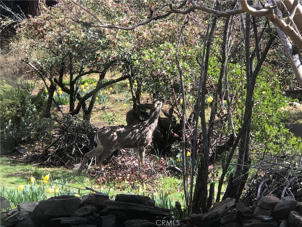 38088 Serpa Canyon Road Coarsegold, CA 93614 - Photo 19 of 31 a view of a yard