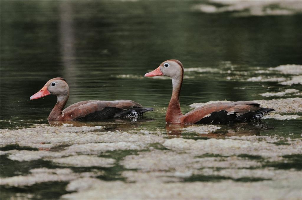 617 Melrose Avenue Covington, LA 70433 - Photo 7 of 8