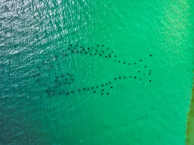 a view of a garden from a lake