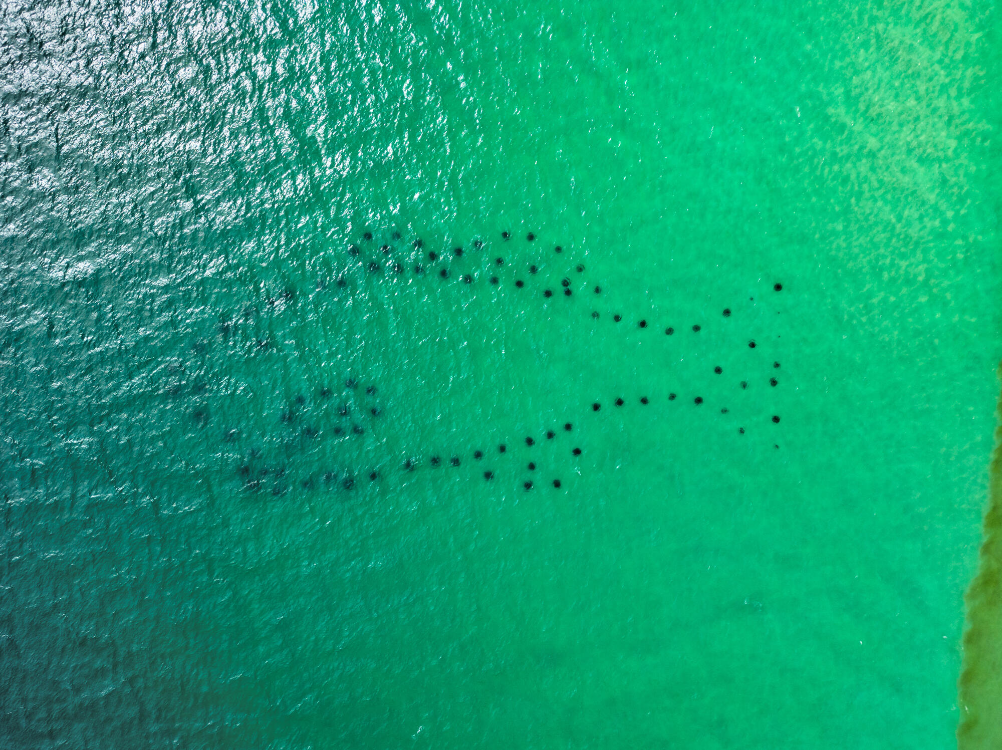 79 Beach View Drive Inlet Beach, FL 32461 - Photo 39 of 41 a view of a big yard