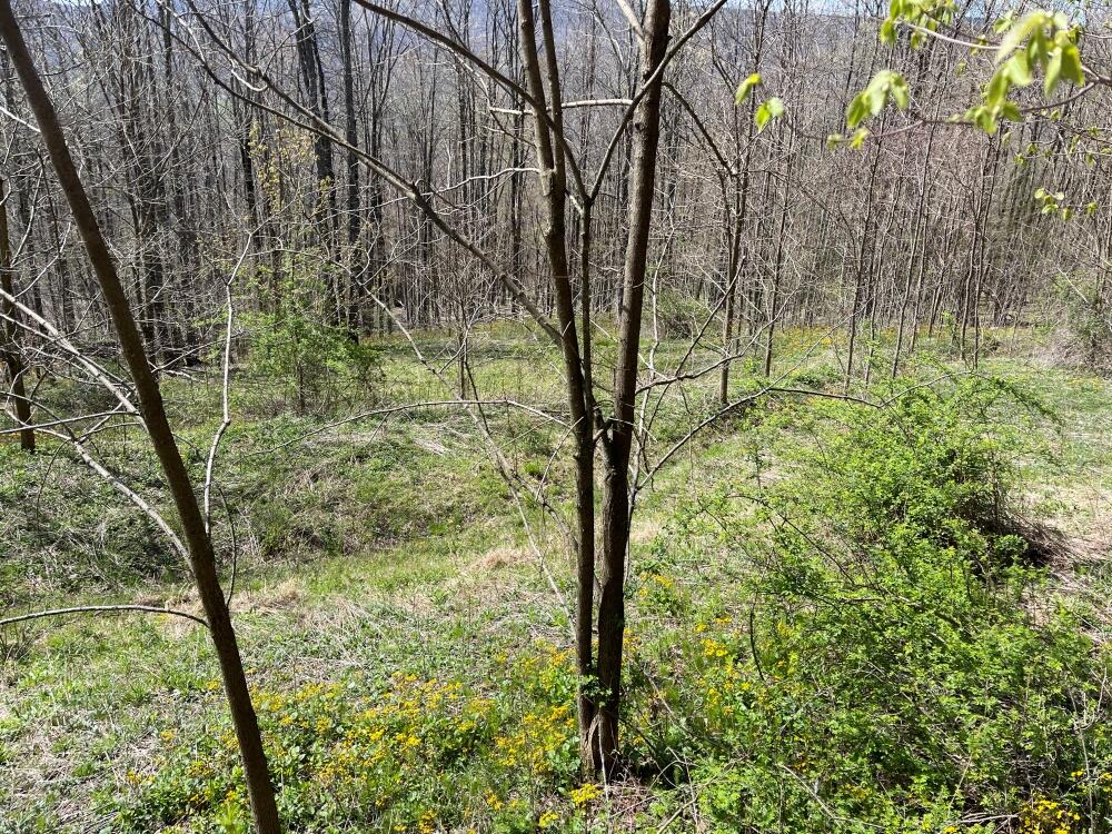 15 Hawthorne Ridge Road Slatyfork, WV 26291 - Photo 6 of 11 site B