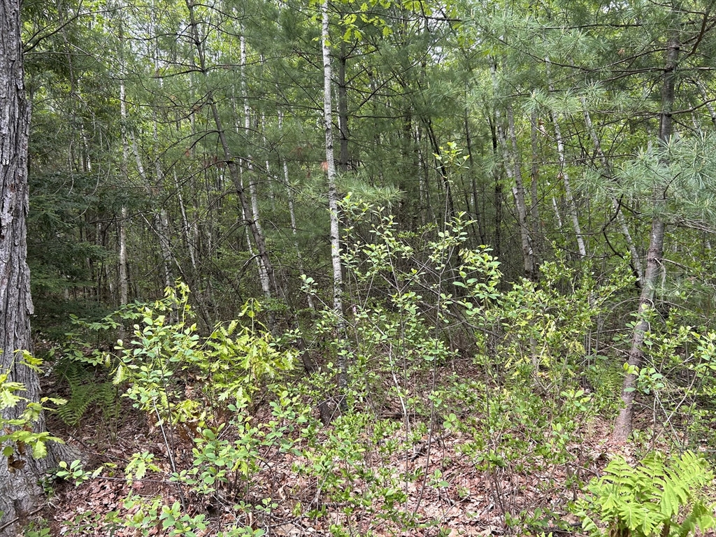 2 Stoddard Road Winchendon, MA 01475 - Photo 4 of 8 a view of a forest with a tree