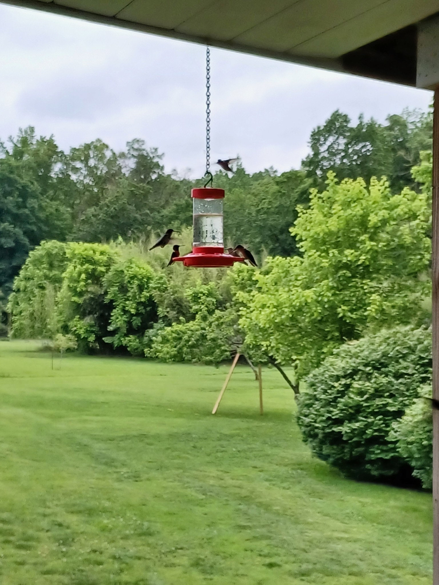 1765 Williamson Branch Road Vanleer, TN 37181 - Photo 12 of 59 a green field with lots of green space