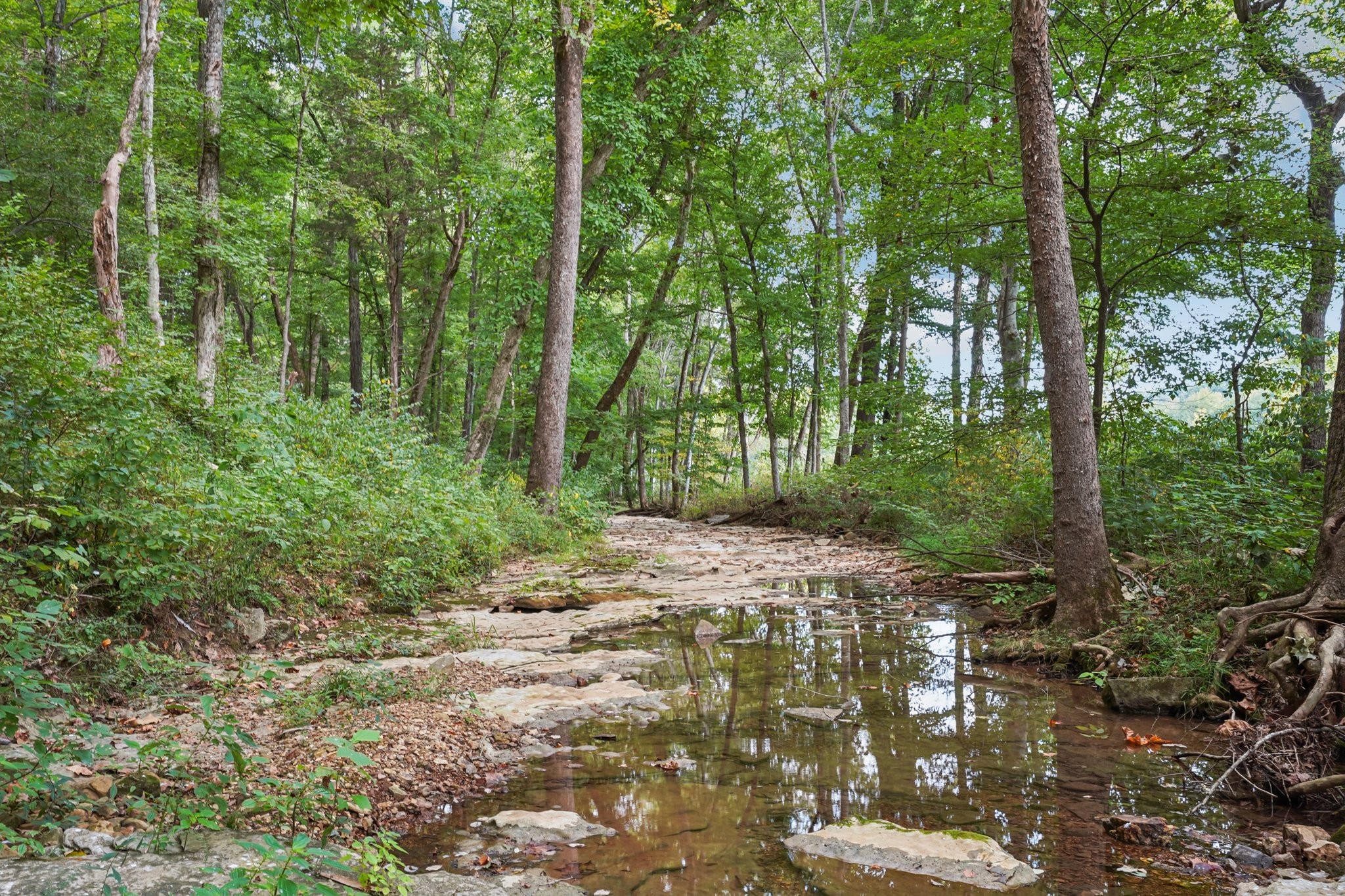 1765 Williamson Branch Road Vanleer, TN 37181 - Photo 2 of 59 a view of a forest with trees