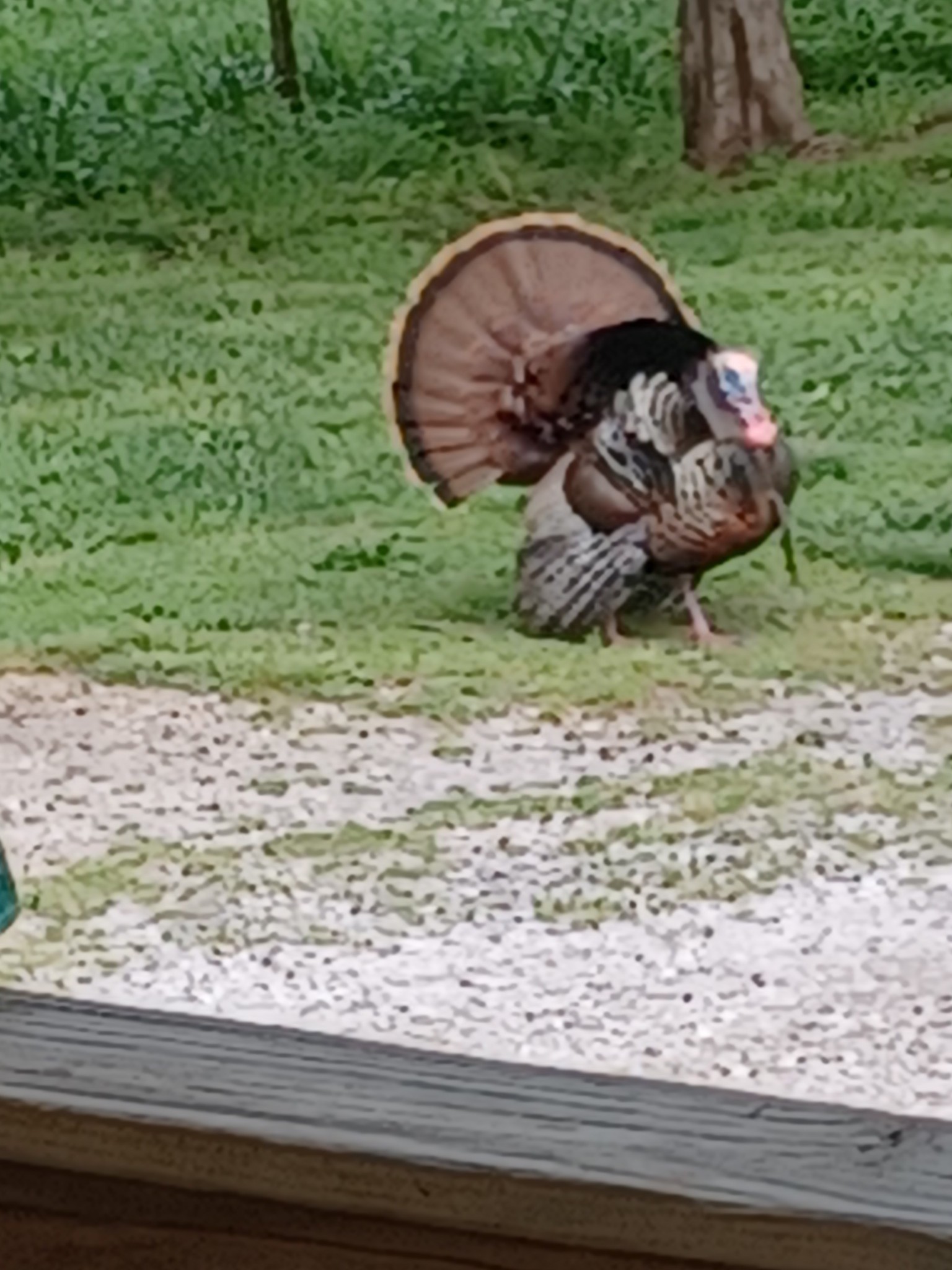 1765 Williamson Branch Road Vanleer, TN 37181 - Photo 4 of 59