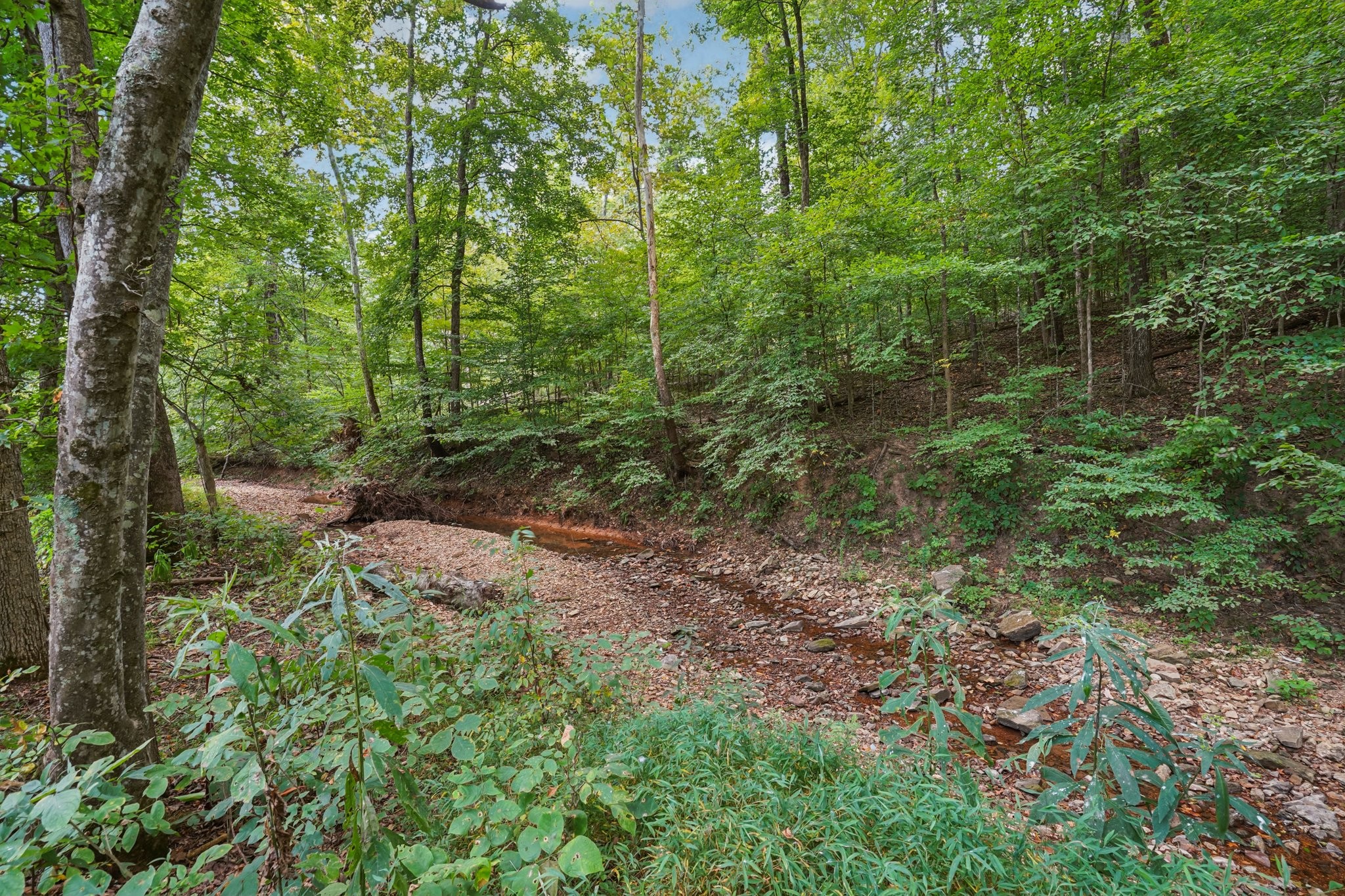 1765 Williamson Branch Road Vanleer, TN 37181 - Photo 46 of 59 a view of a forest with lots of trees