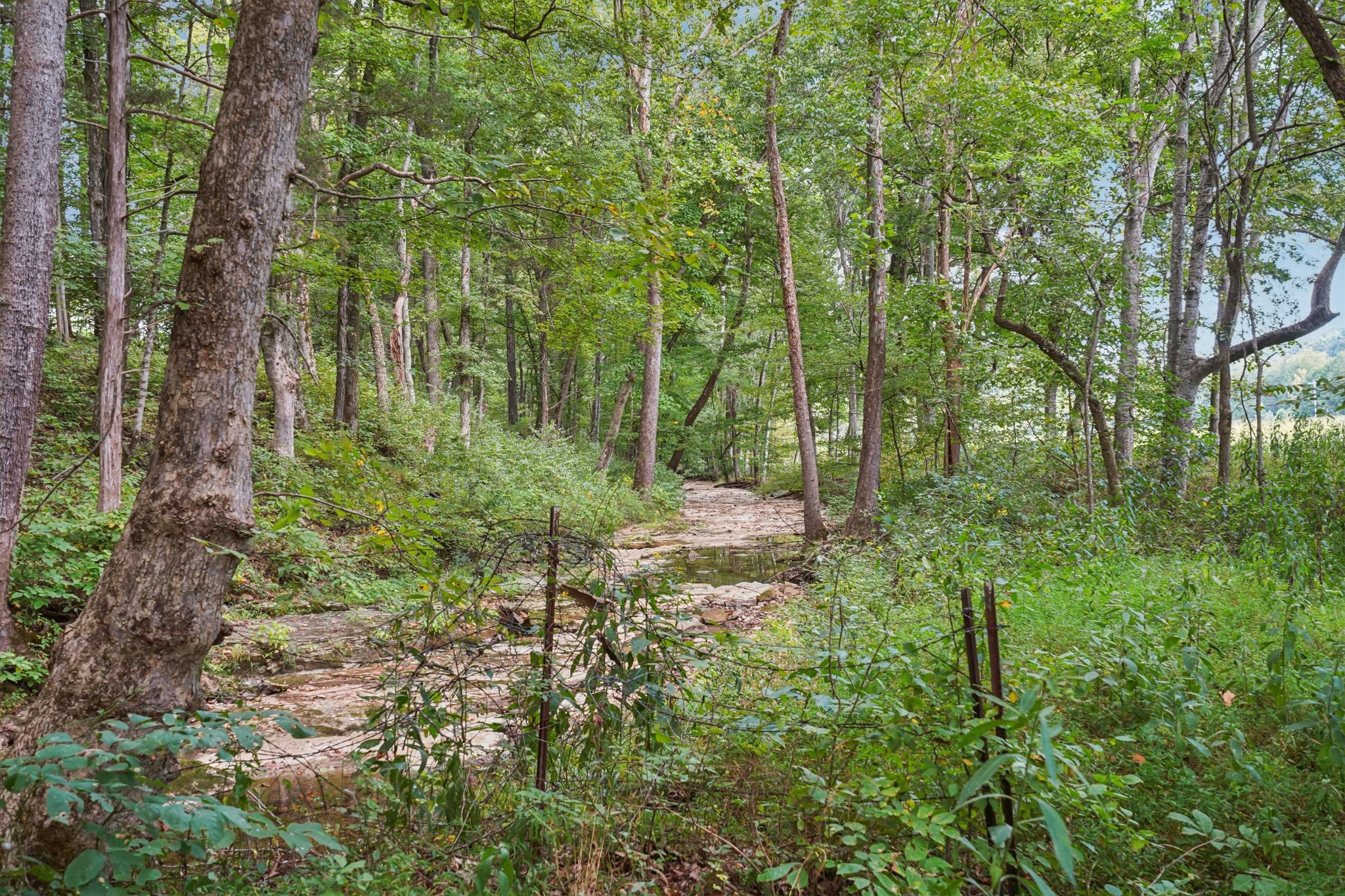 1765 Williamson Branch Road Vanleer, TN 37181 - Photo 47 of 59 a view of forest