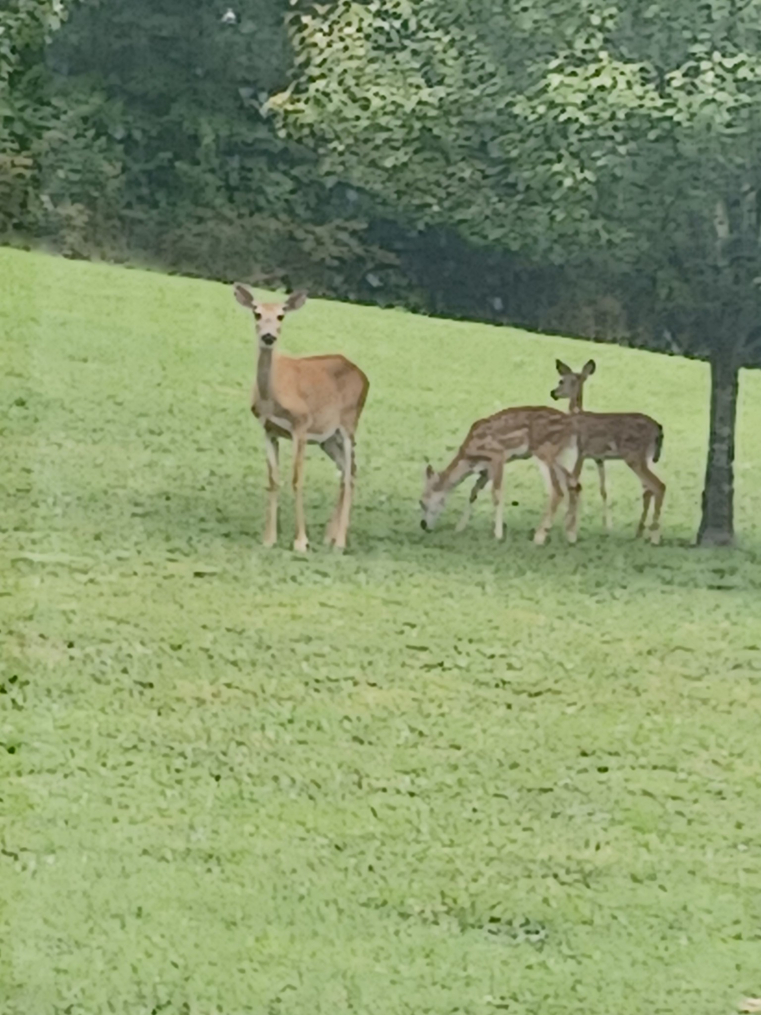 1765 Williamson Branch Road Vanleer, TN 37181 - Photo 5 of 59 a bathroom with a sink and a yard