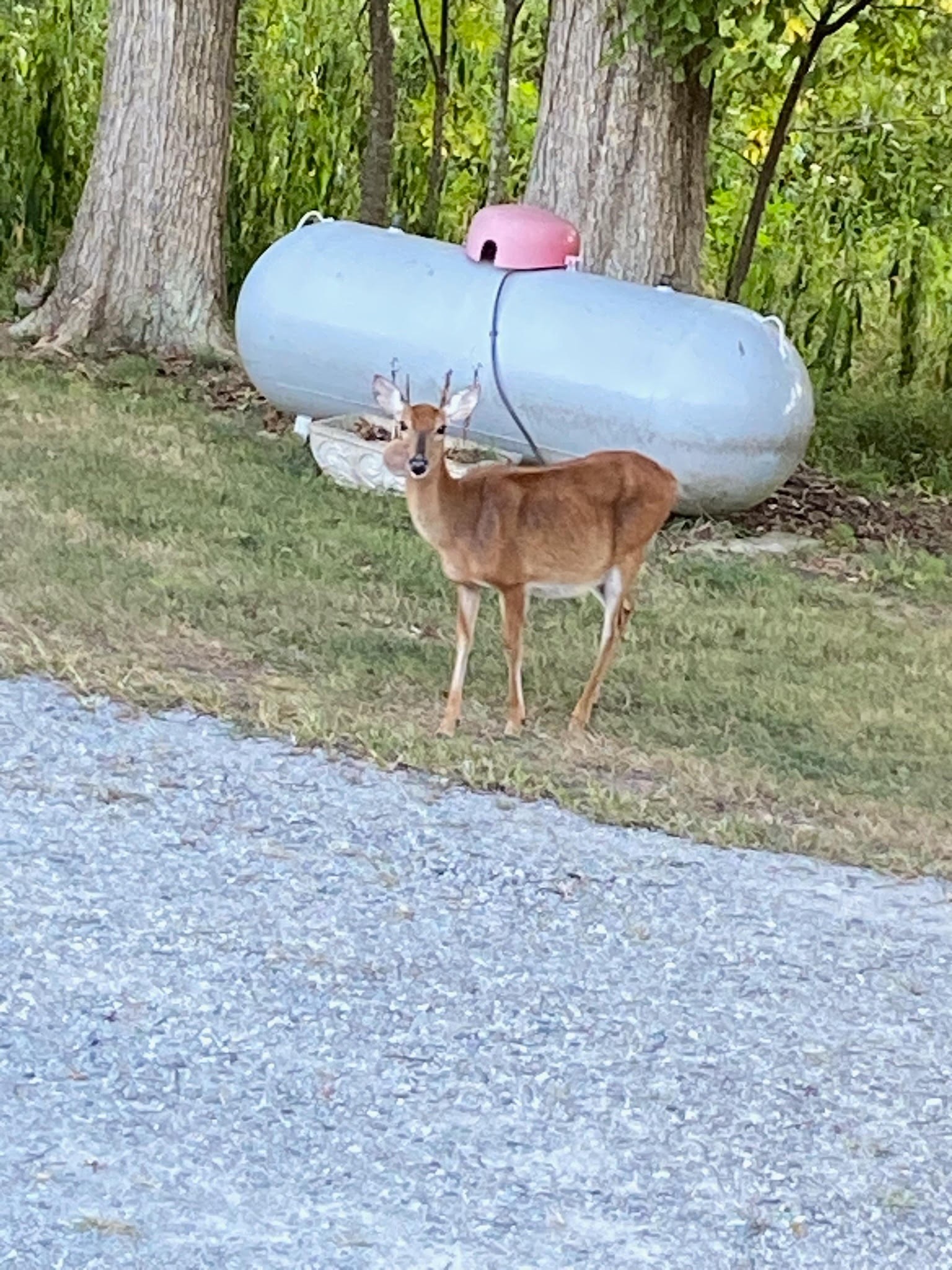 1765 Williamson Branch Road Vanleer, TN 37181 - Photo 57 of 59