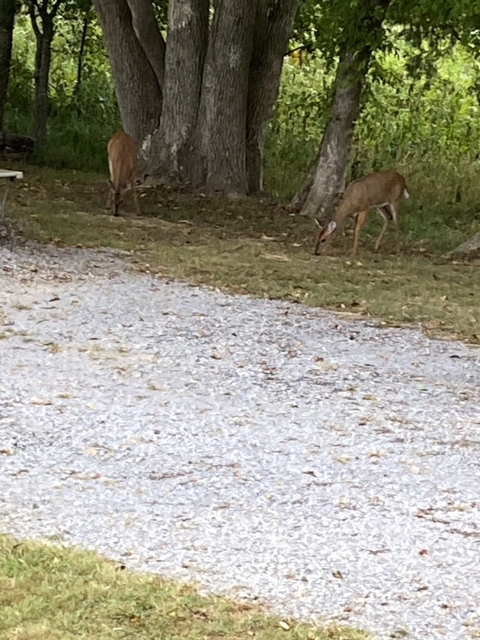 1765 Williamson Branch Road Vanleer, TN 37181 - Photo 58 of 59 a view of a backyard with water fountain