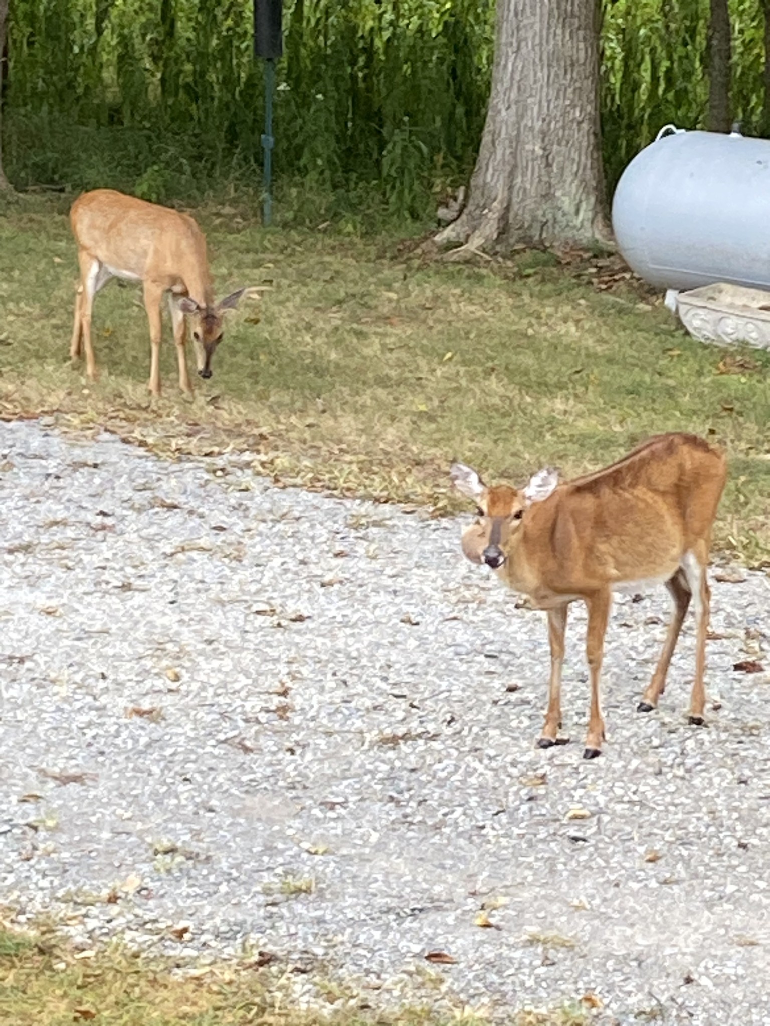 1765 Williamson Branch Road Vanleer, TN 37181 - Photo 59 of 59 a view of a backyard