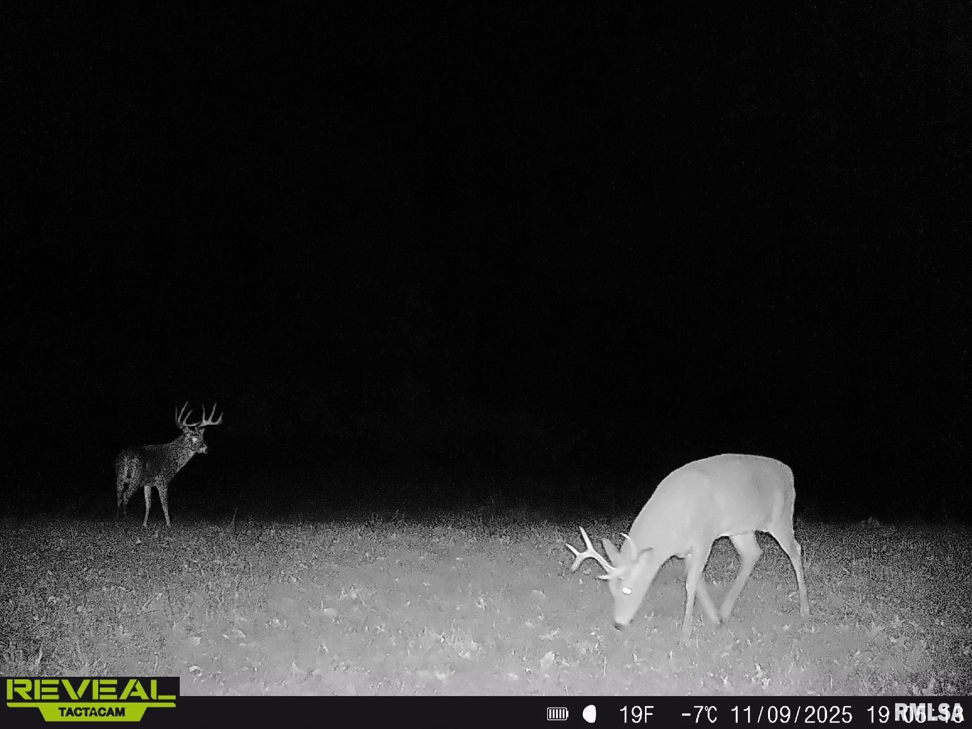 897 Northeast 1300th Road East Roodhouse, IL 62082 - Photo 79 of 89 Gallery Image 79