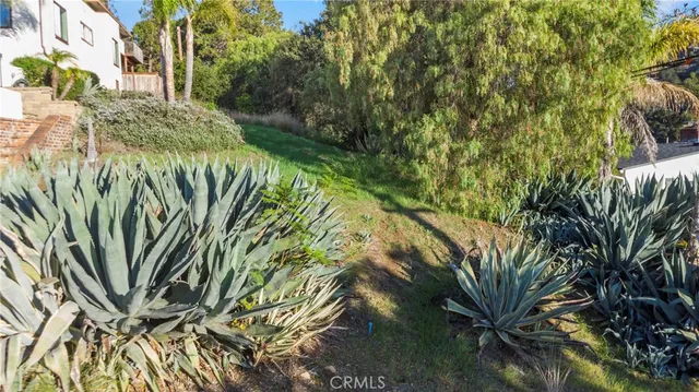 a close up of a plant in a garden