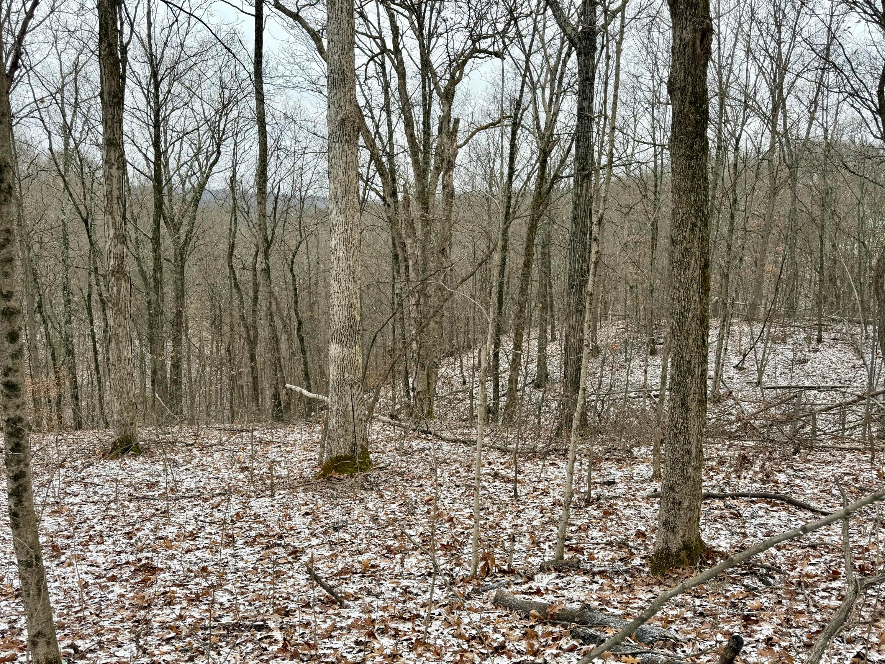 0 Sealover Hollow Road Philo, OH 43771 - Photo 21 of 26 IMG_1979