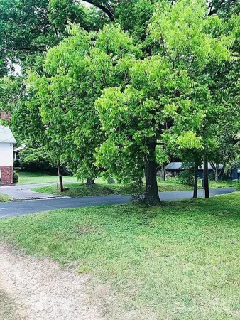 a view of a yard with a tree