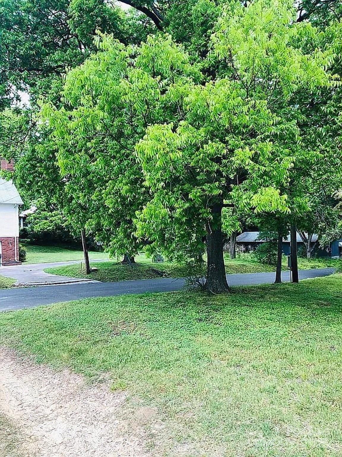 115 South Pearl Street Troy, NC 27371 - Photo 6 of 48 a view of a yard with a tree