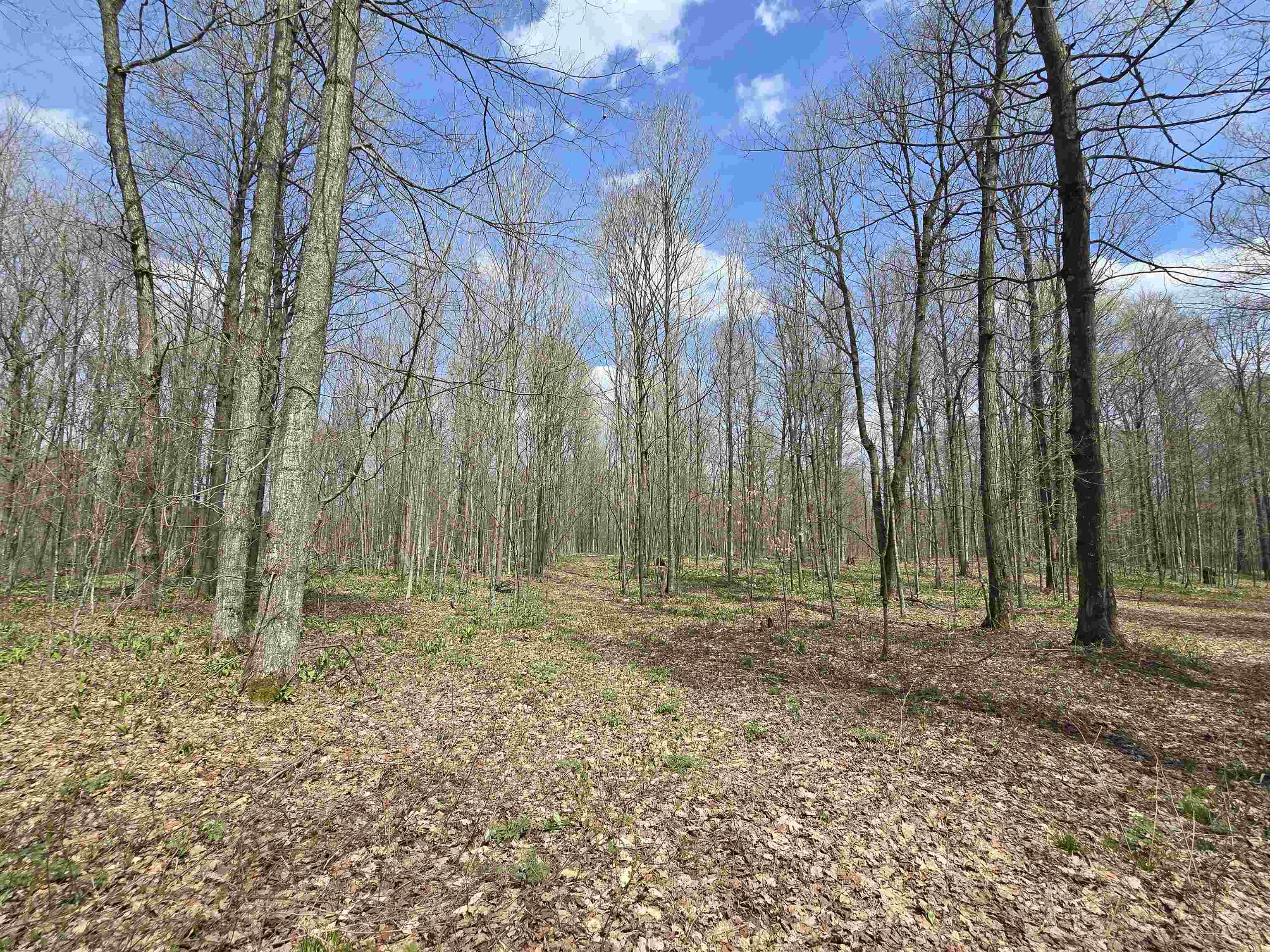 0 West 20 Road Mesick, MI 49668 - Photo 4 of 11