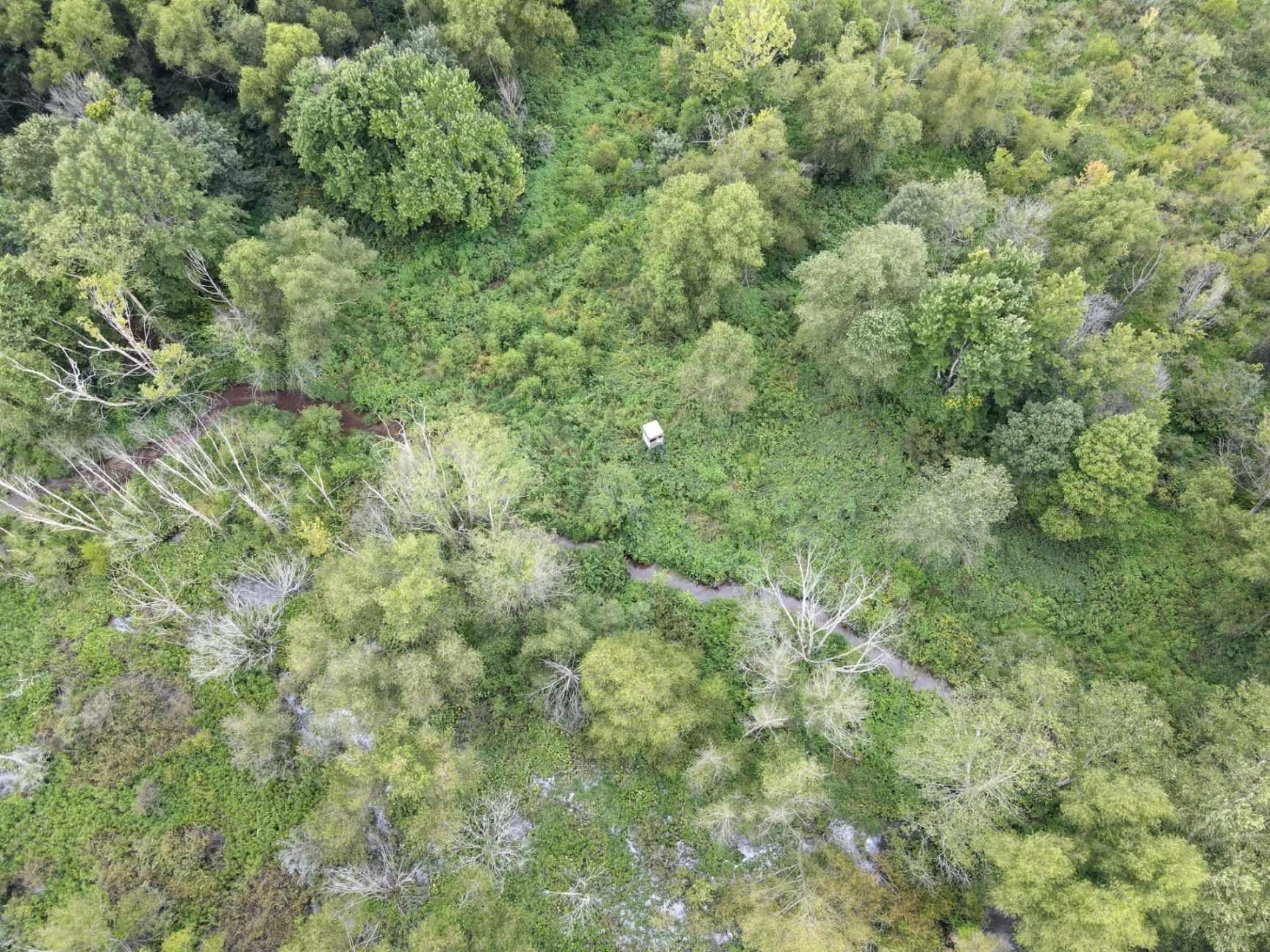 70 Fry Road Lavinia, TN 38348 - Photo 8 of 17 a view of a big yard with plants and large tree