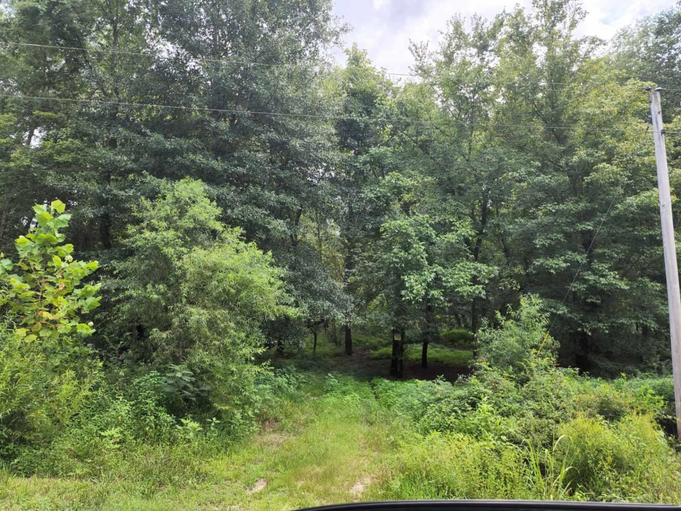 70 Fry Road Lavinia, TN 38348 - Photo 10 of 17 a view of a garden