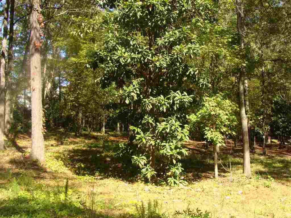 91-acres Echo Hollow Road Anderson, SC 29621 - Photo 7 of 10