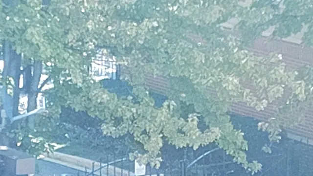 a close up of a tree