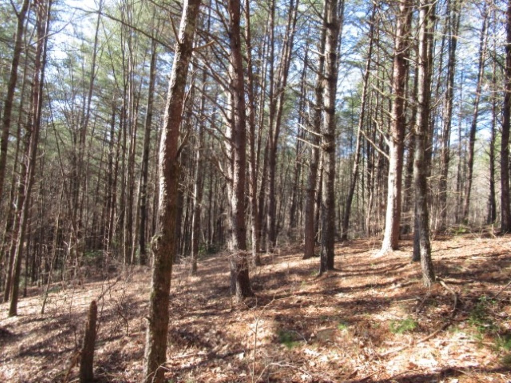 Lot 10 Sweet Shrub Court Sunset, SC 29685 - Photo 1 of 24