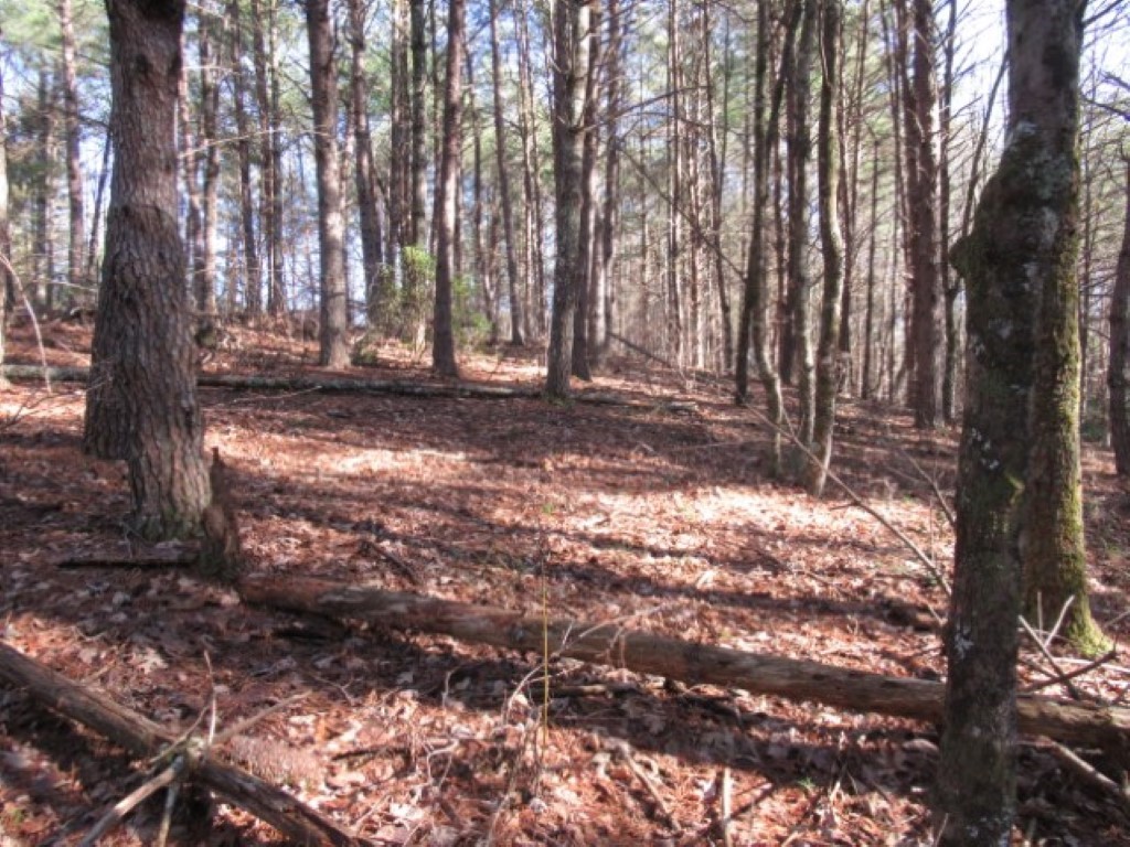 Lot 10 Sweet Shrub Court Sunset, SC 29685 - Photo 13 of 24