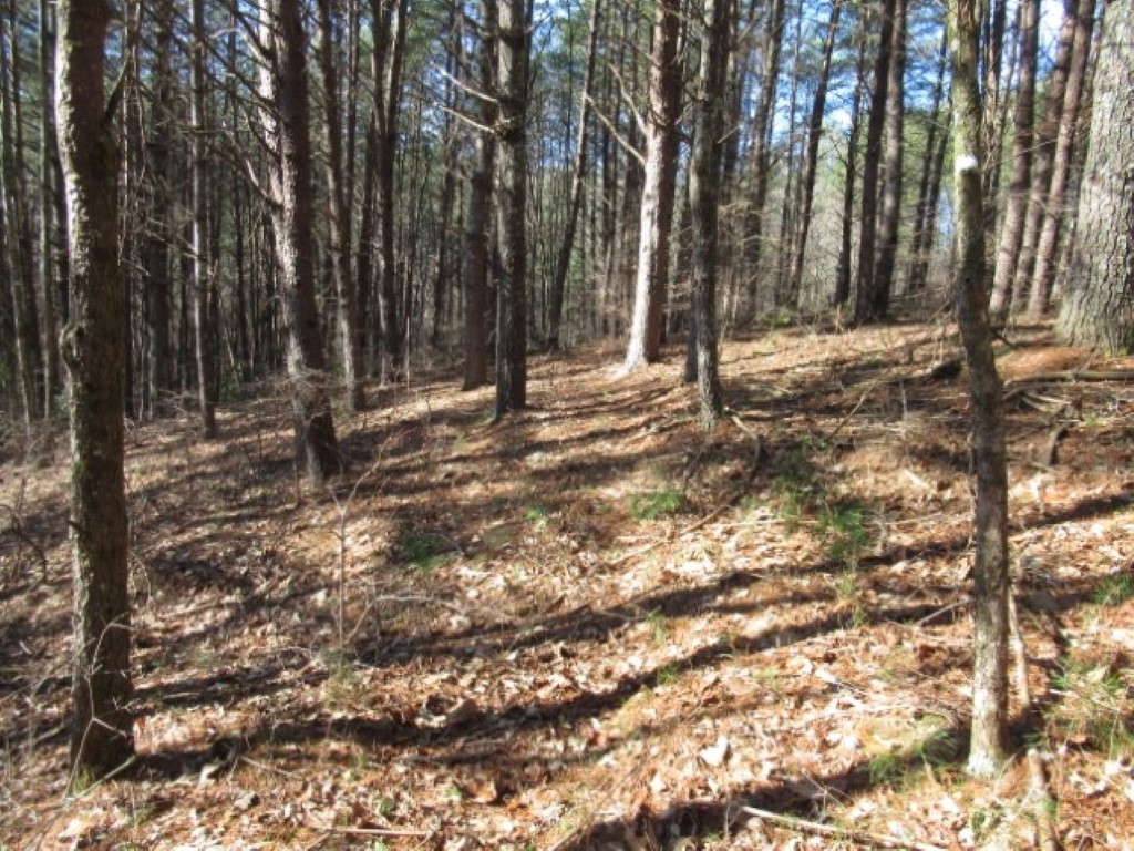 Lot 10 Sweet Shrub Court Sunset, SC 29685 - Photo 2 of 24