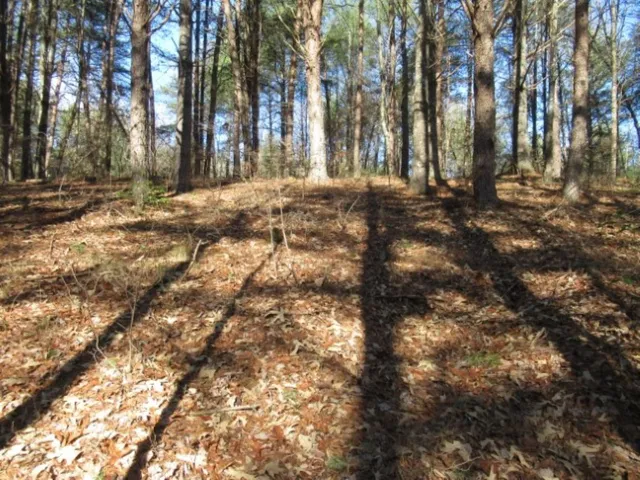 $29,000 | Lot 10 Sweet Shrub Court, Sunset, SC 29685