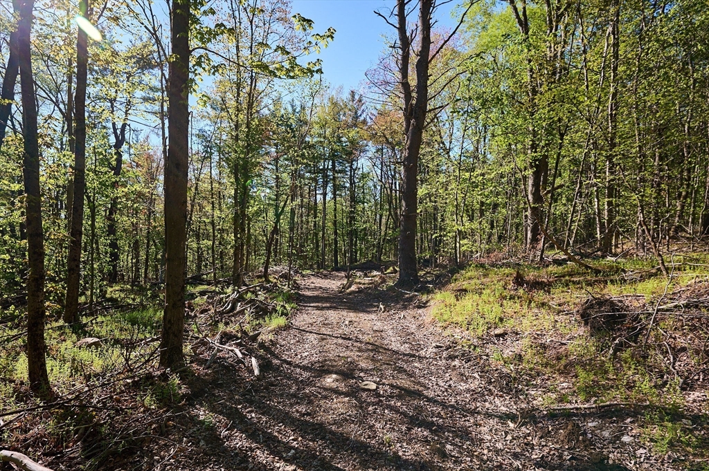 0 Radiker Road Worthington, MA 01098 - Photo 6 of 18 a view of a forest with trees