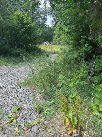 a view of a forest with a tree