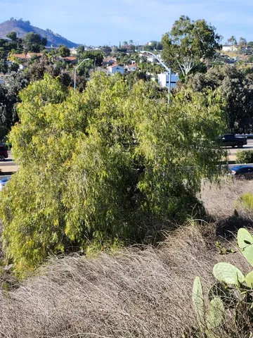 a view of a bunch of trees and houses