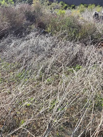 a view of a yard with plants