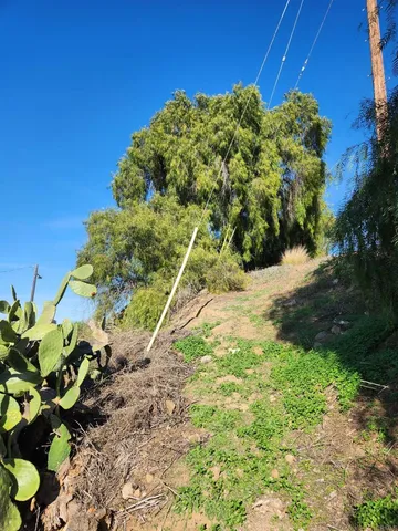 a view of a yard with plants and large trees