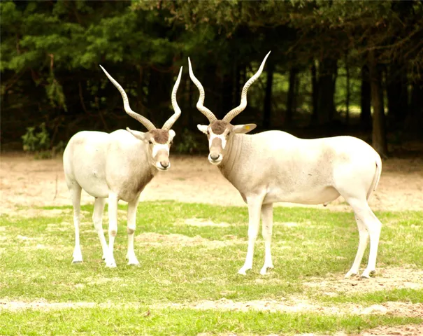 a view of a patio with table and chairs potted plants with large tree