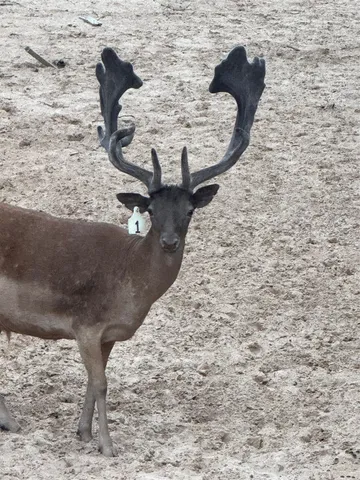 a swimming pool with outdoor seating and trees