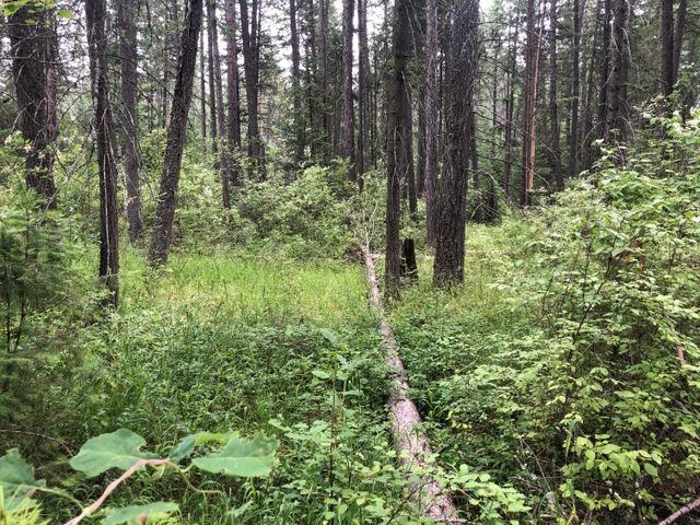 Xx Deer Creek Road Valley, WA 99181 - Photo 10 of 11