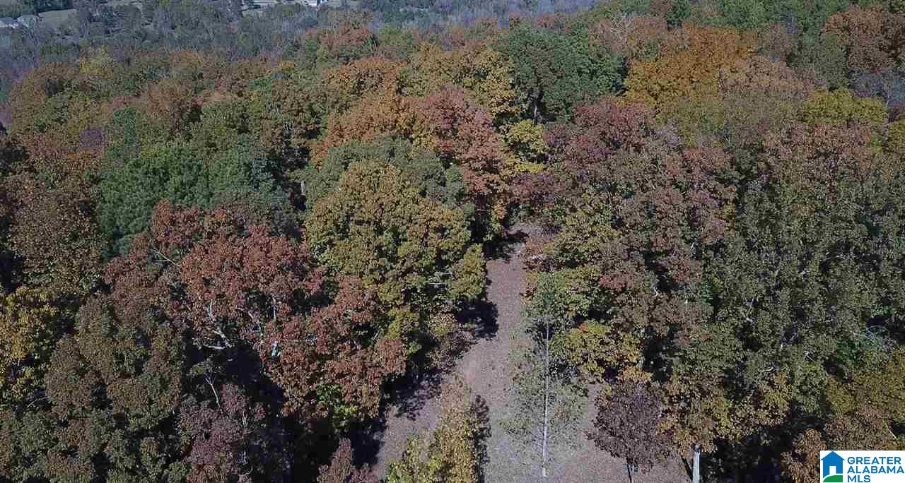 225 Oak Valley Road Springville, AL 35146 - Photo 6 of 8