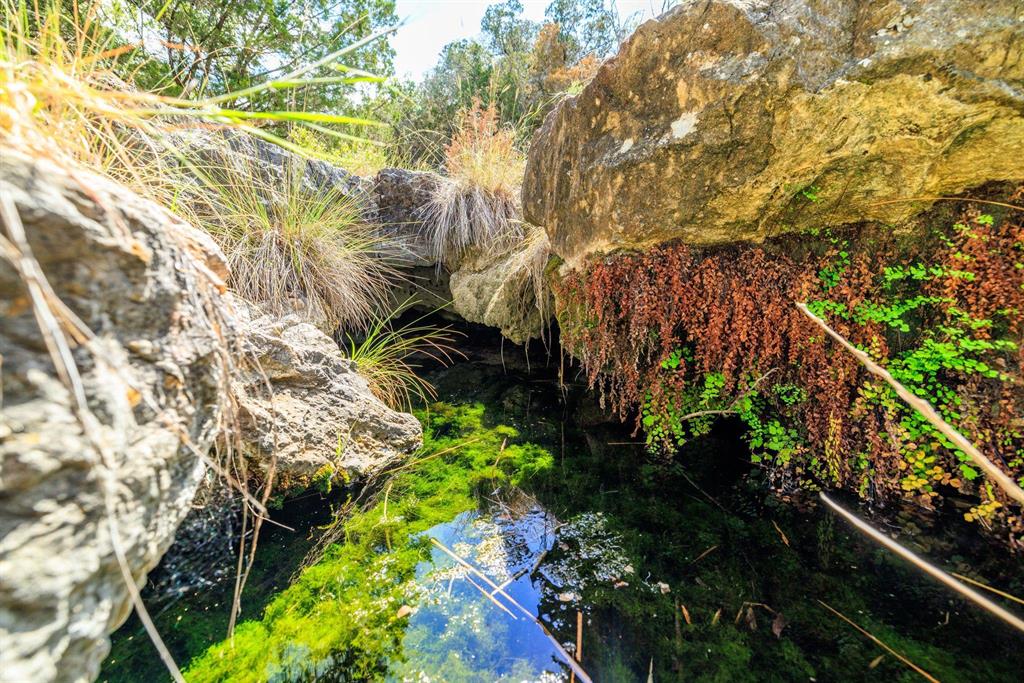 Undisclosed Address Burnet, TX 78611 - Photo 1 of 29 a plant that is in front of flowers