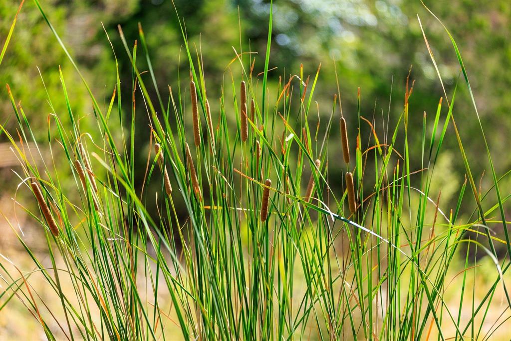 Undisclosed Address Burnet, TX 78611 - Photo 16 of 29 a view of a plant