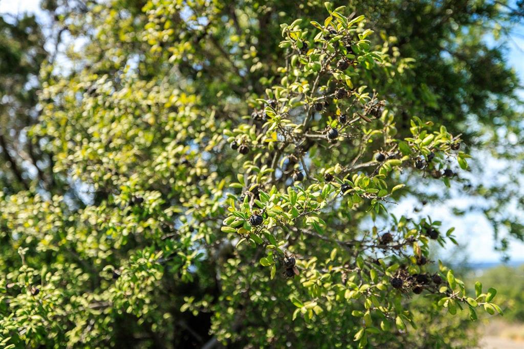 Undisclosed Address Burnet, TX 78611 - Photo 5 of 29 a view of a tree