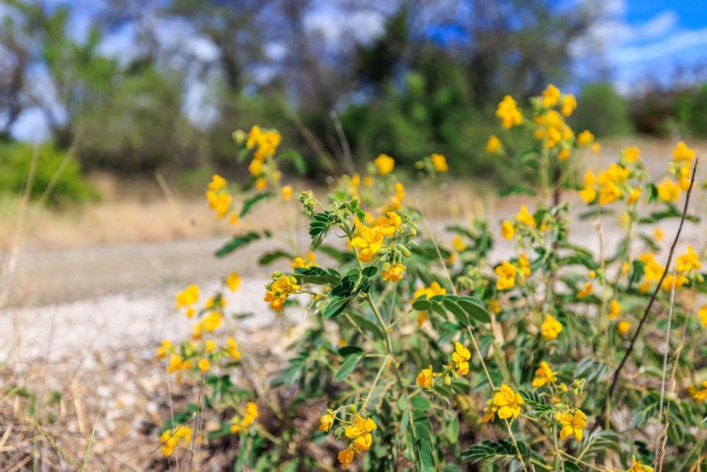 Undisclosed Address Burnet, TX 78611 - Photo 7 of 29 a view of a tree