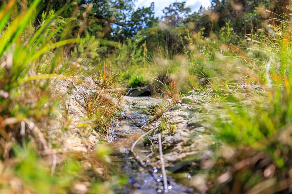 Undisclosed Address Burnet, TX 78611 - Photo 9 of 29 a view of a tree with a plant