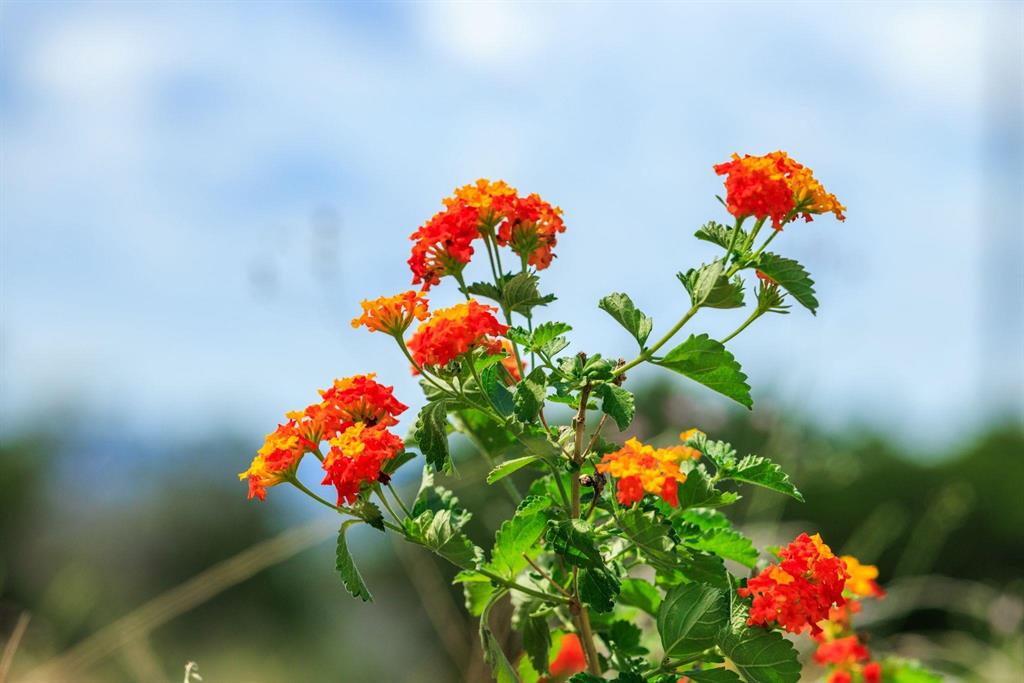 Undisclosed Address Burnet, TX 78611 - Photo 10 of 29