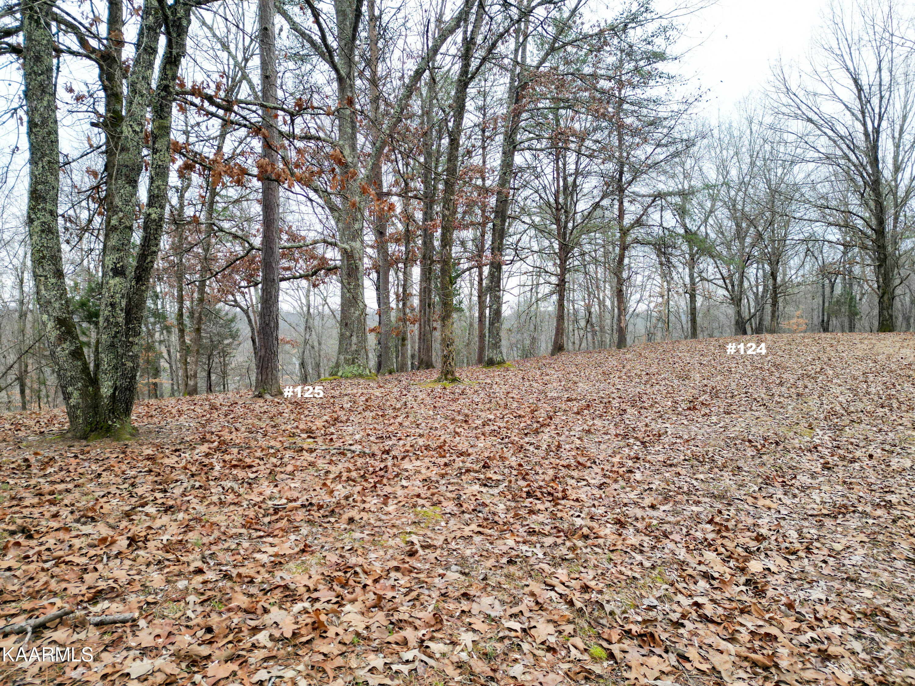 Settlers Road Harriman, TN 37748 - Photo 9 of 12 Lot 124, Lot 125