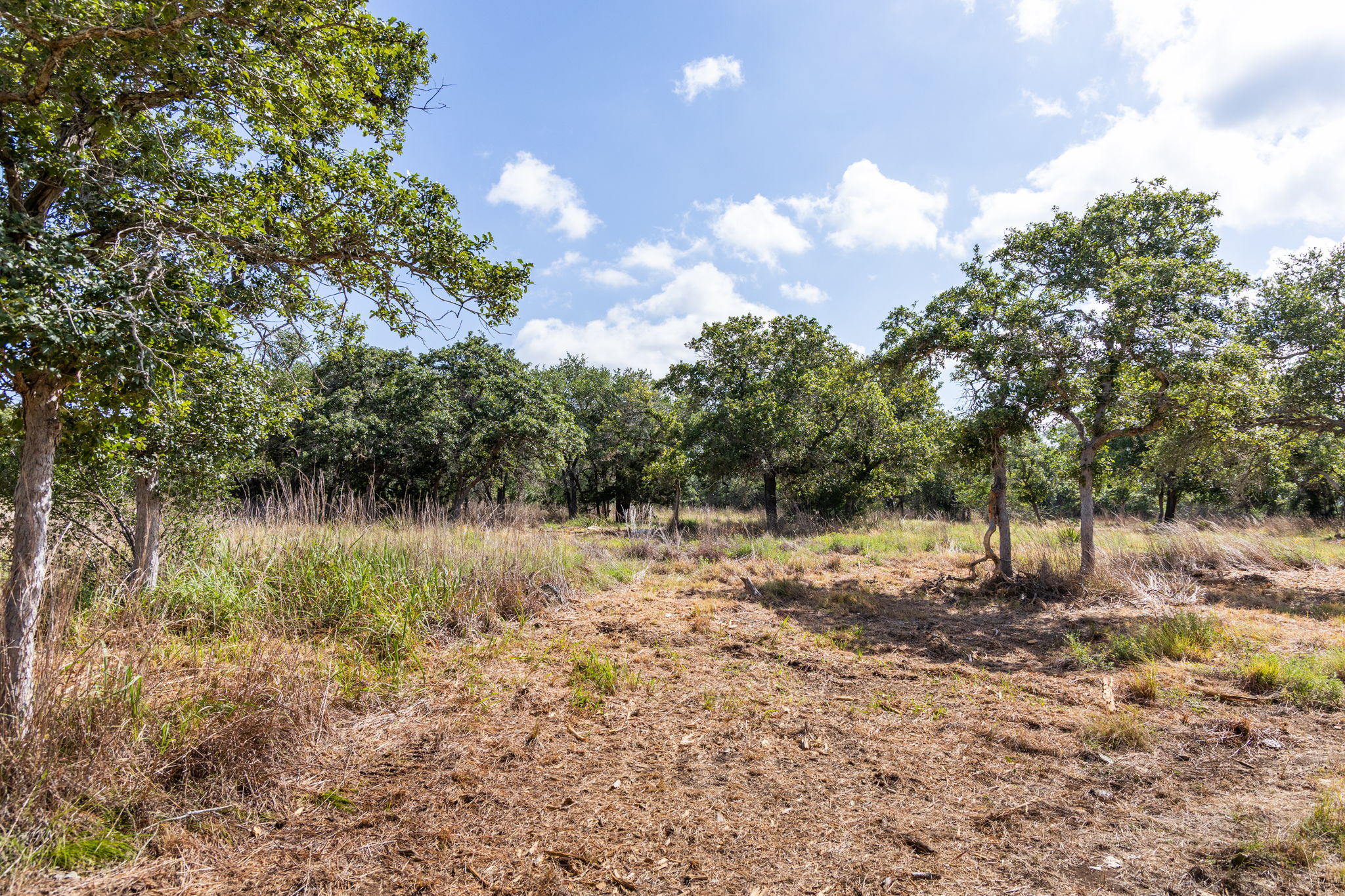 5385 Ranch Road 165 Blanco, TX 78606 - Photo 14 of 40 Mature trees and open clearings define this picturesque property, ready for a new vision.