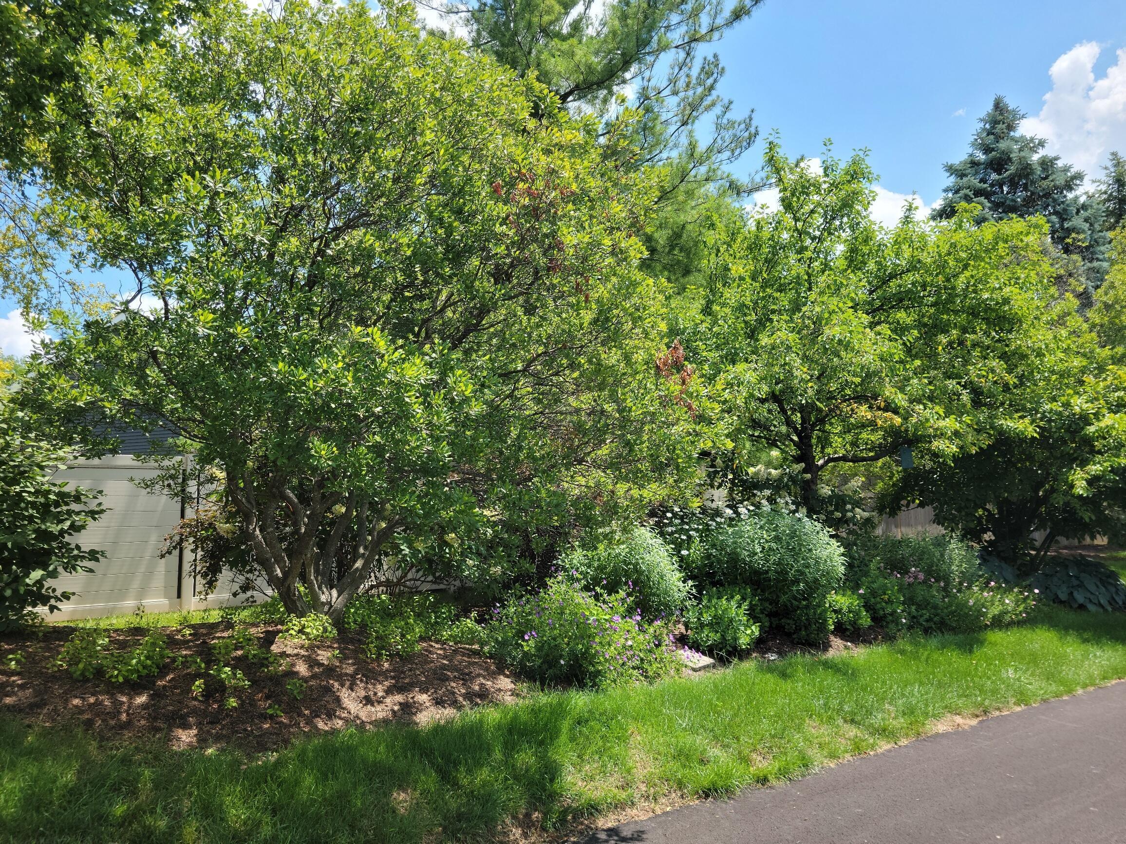 214 Cameron Ridge Drive Columbus, OH 43235 - Photo 49 of 54 Lots of bushes...